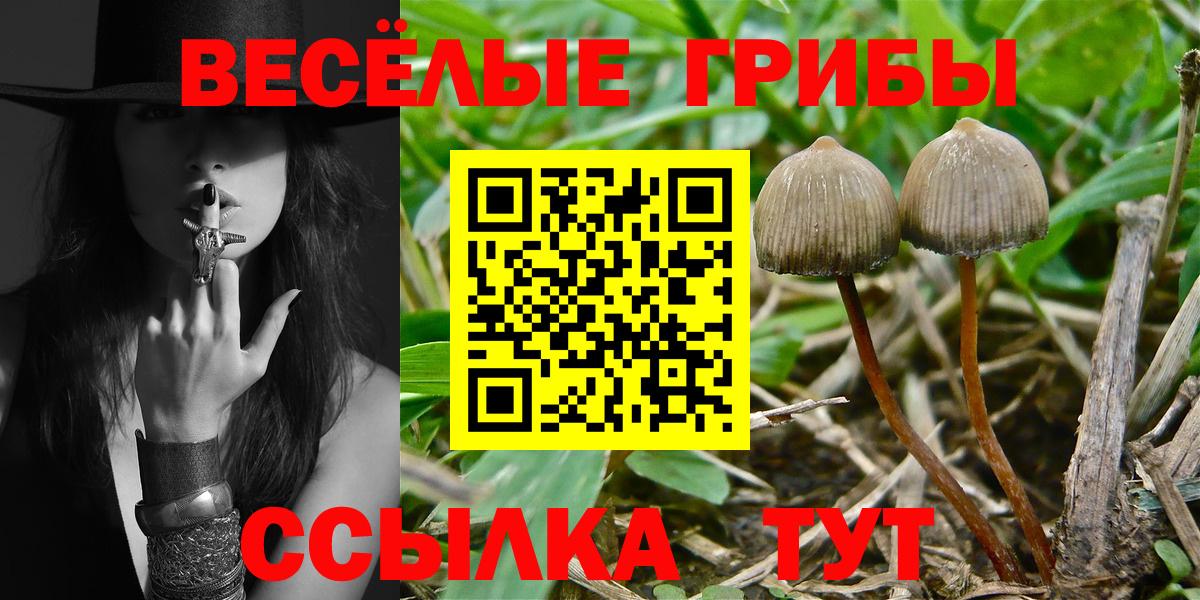 Галлюциногенные грибы Cubensis Кохма